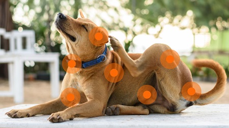 A dog scratching at fleas