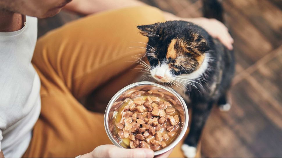 man feeds and pets cat