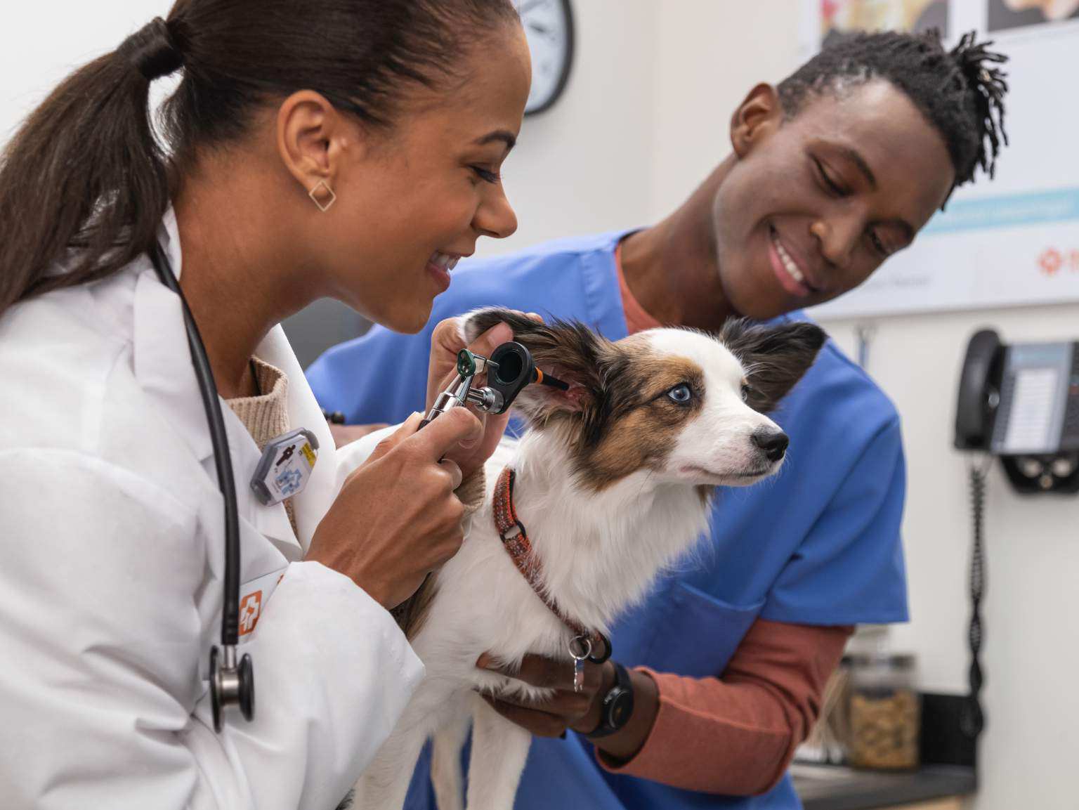 Two veterinarians examining a dog's ear at the Banfield Pet Hospital