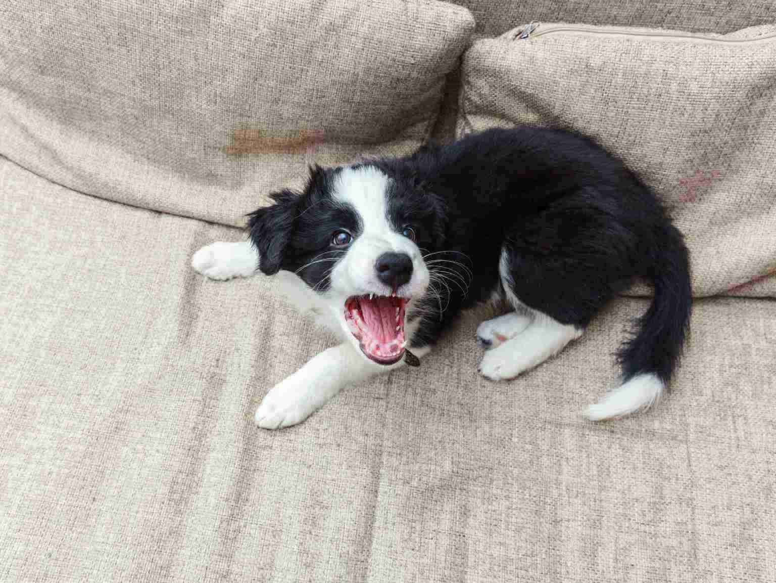 aggressive puppy barking