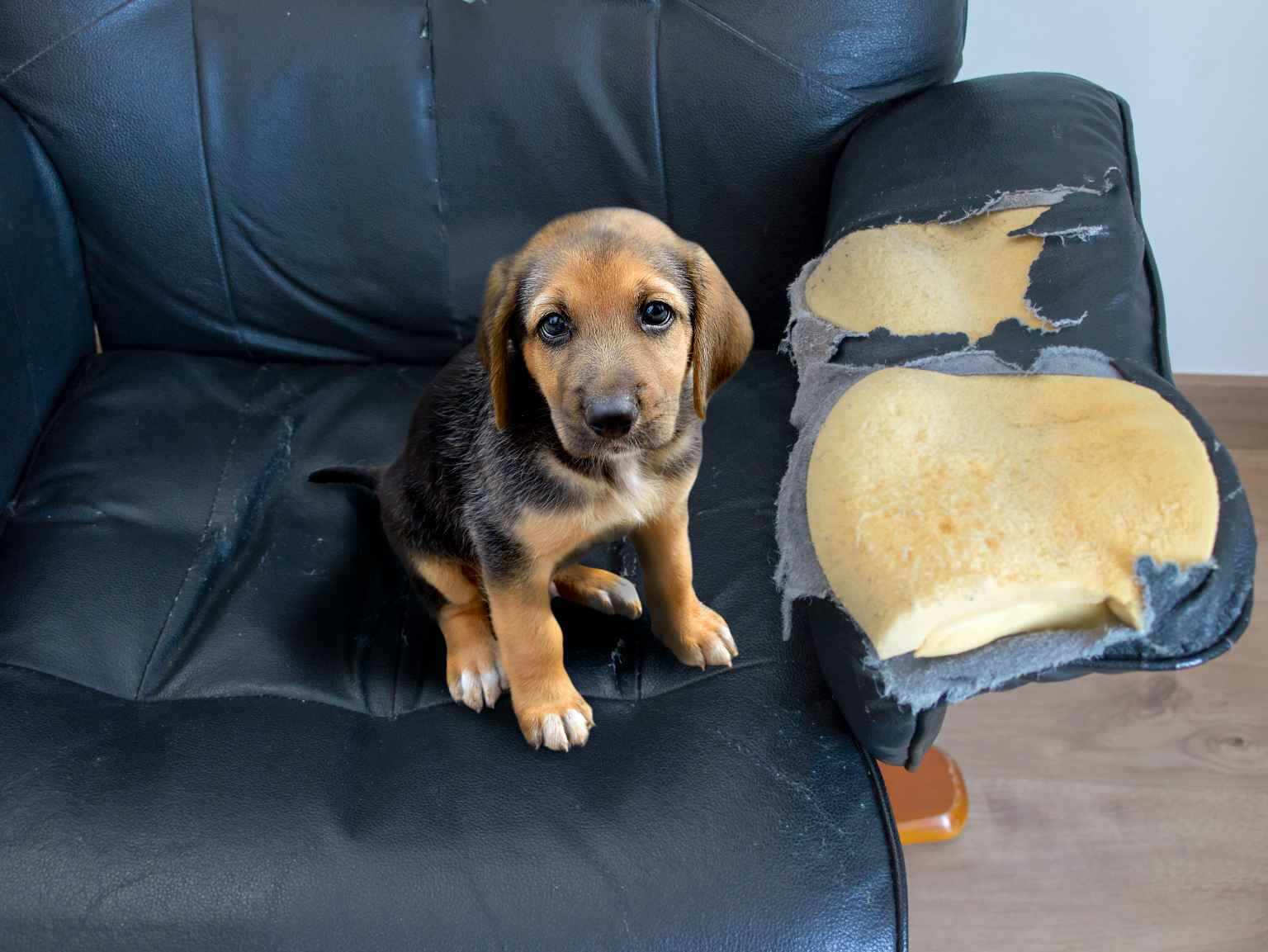 puppy tearing up couch