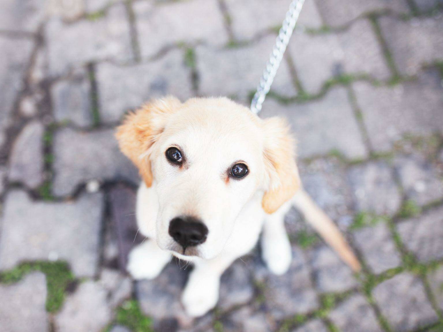 white dog waiting on leash