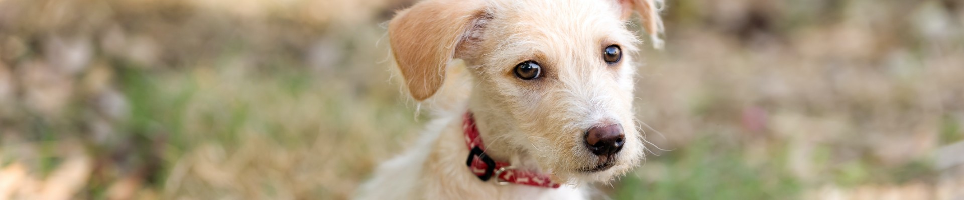 white scruffy dog face