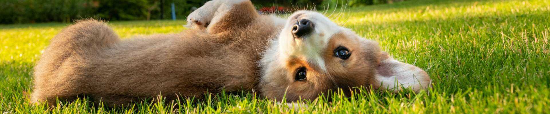 corgi puppy lying on back in grass