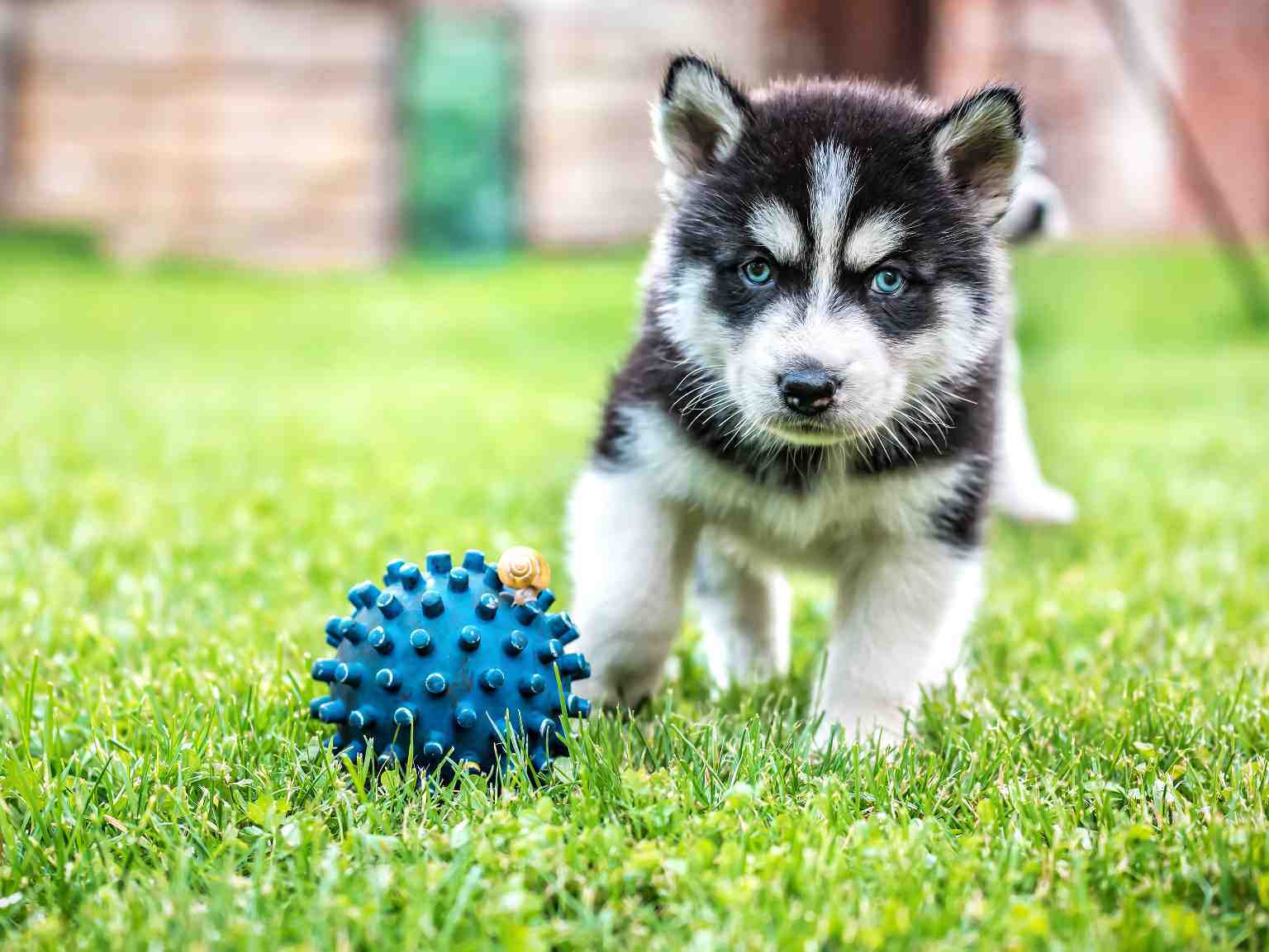 husy puppy playing with blue ball