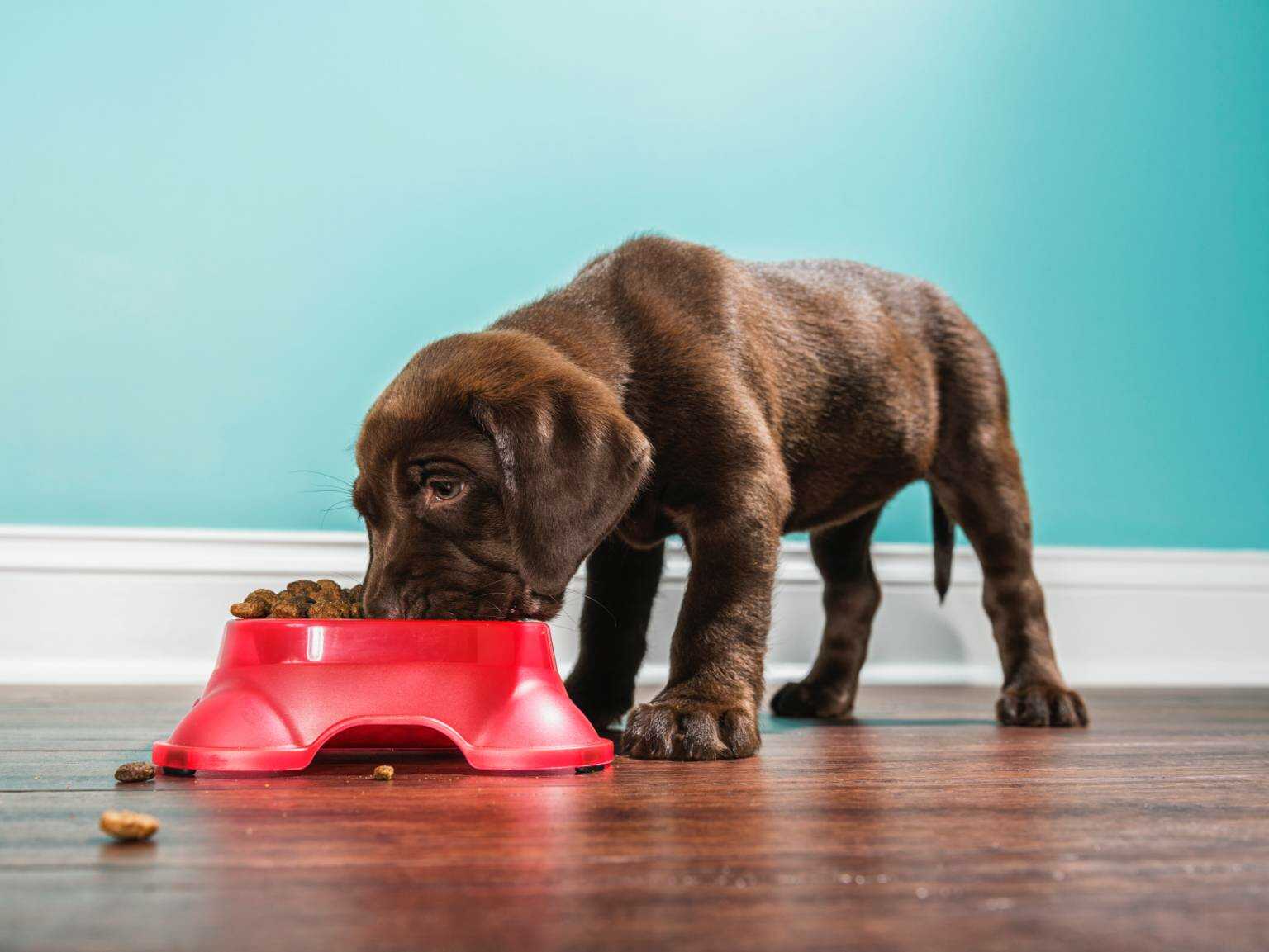 brown puppy eating from red bowl