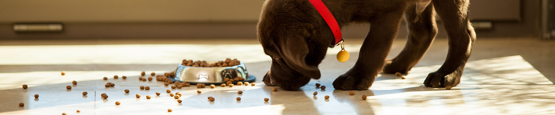 puppy eats spilled dog kibble