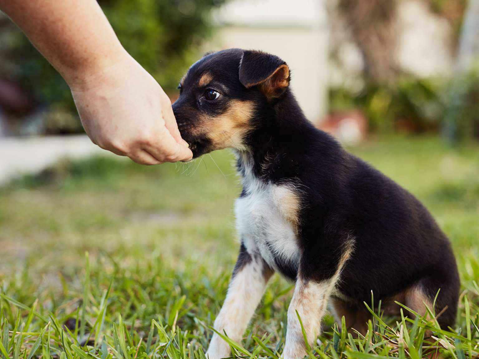 puppy taking treat from hand
