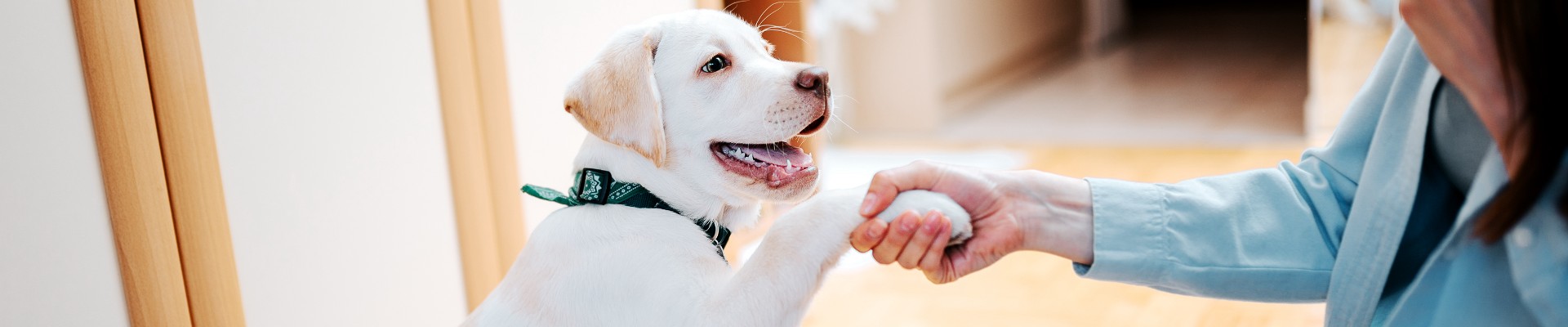 smiling white dog shakes hands