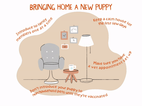 Vector graphic of bringing home a new puppy