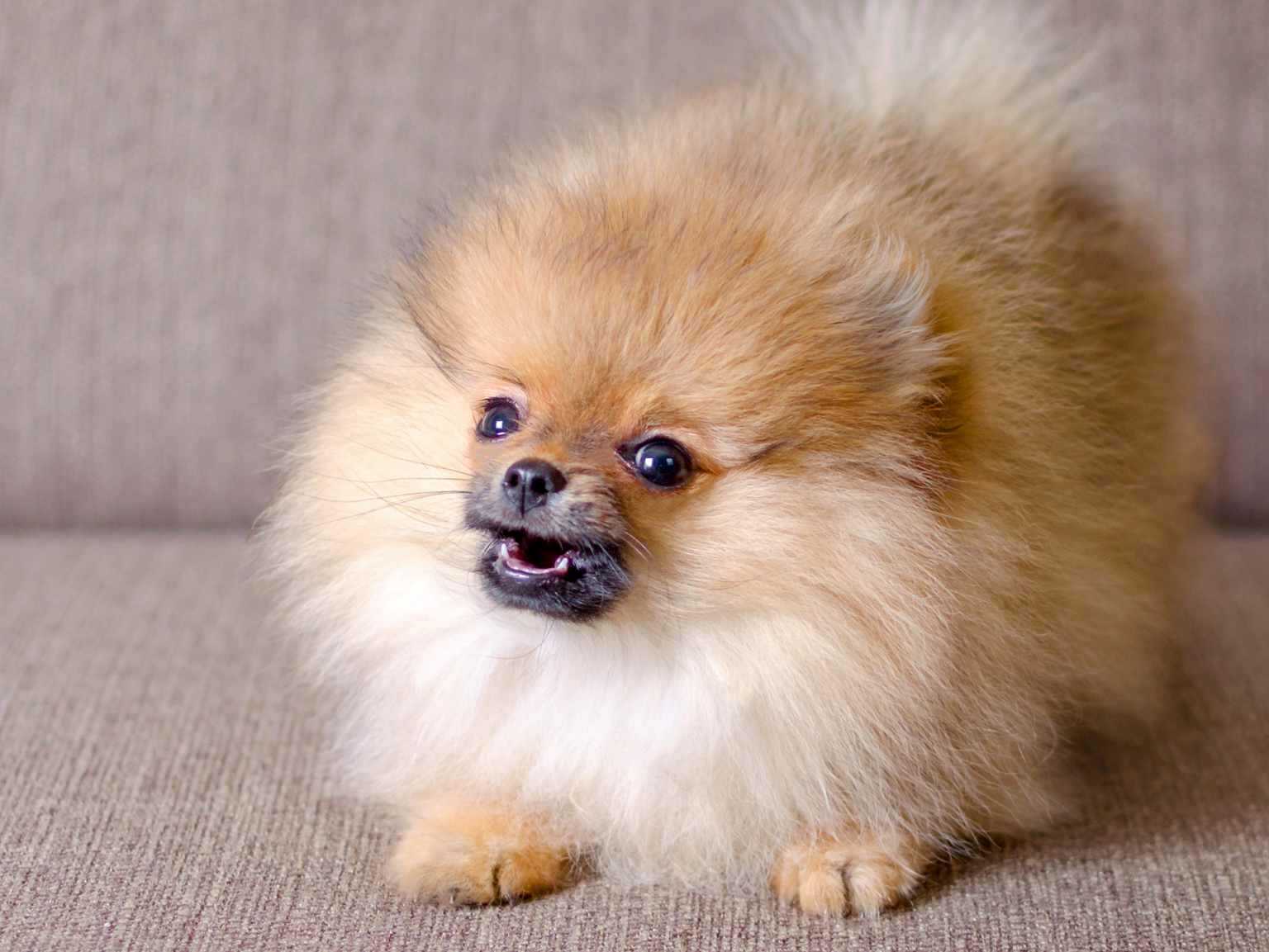 fluffy small dog
