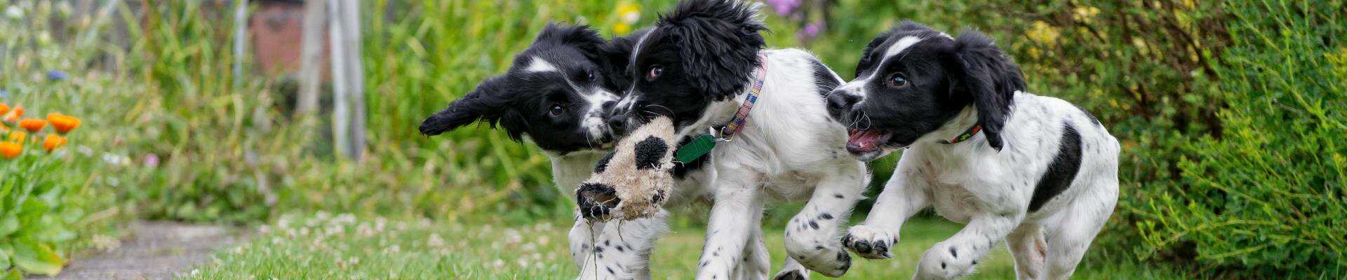 three black and white puppies wrestling with toy