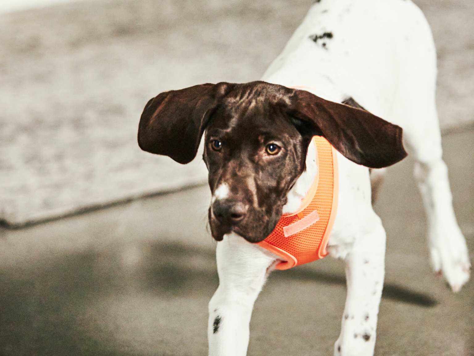 A puppy wearing an orange vest