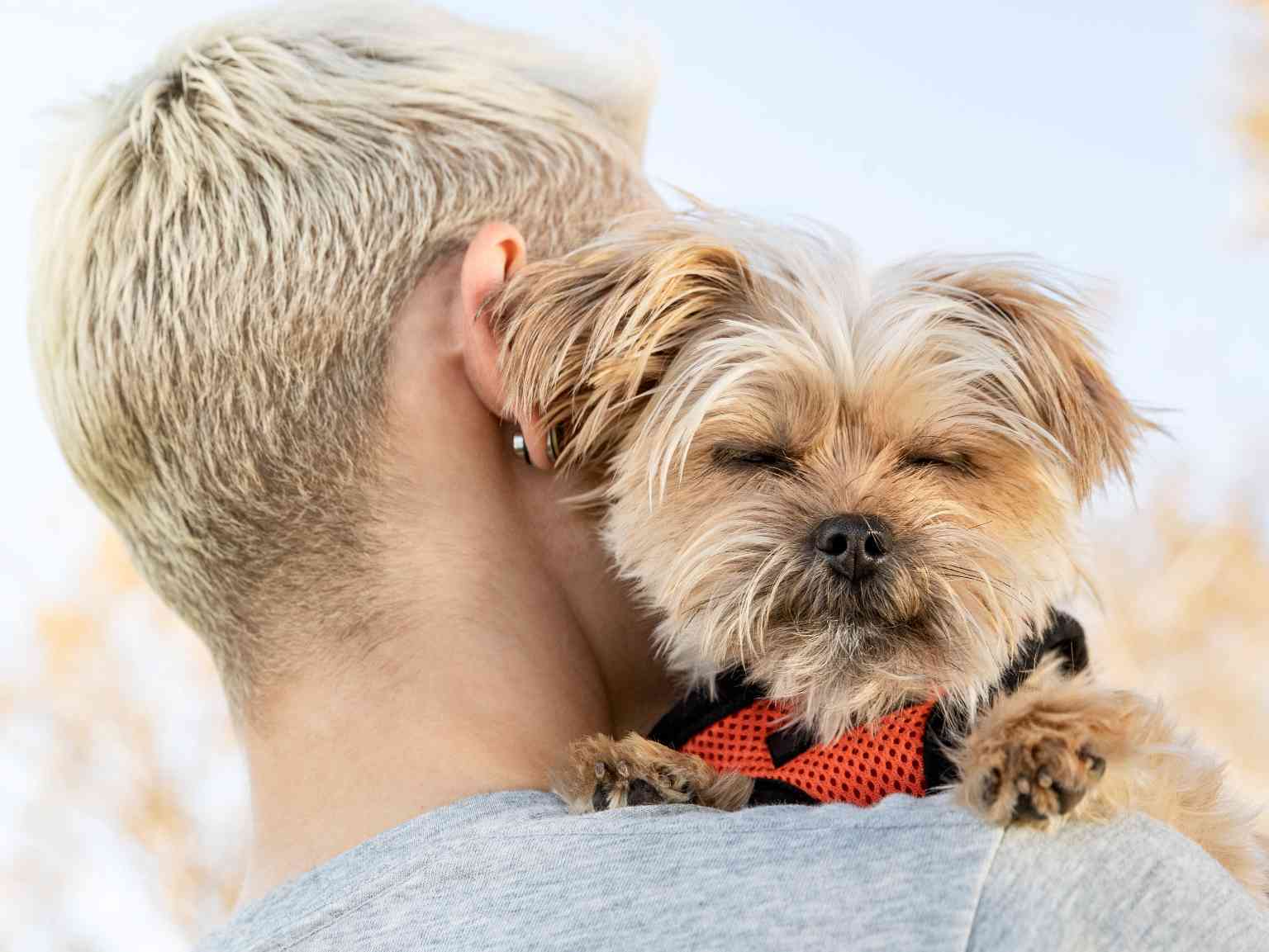 A puppy sleeping on its owner's shoulder
