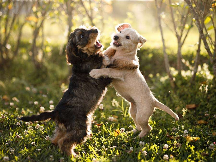 Two puppies playing with each other