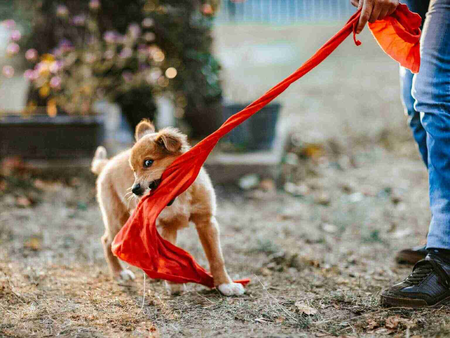 A puppy pulling an orange colored cloth from its owner
