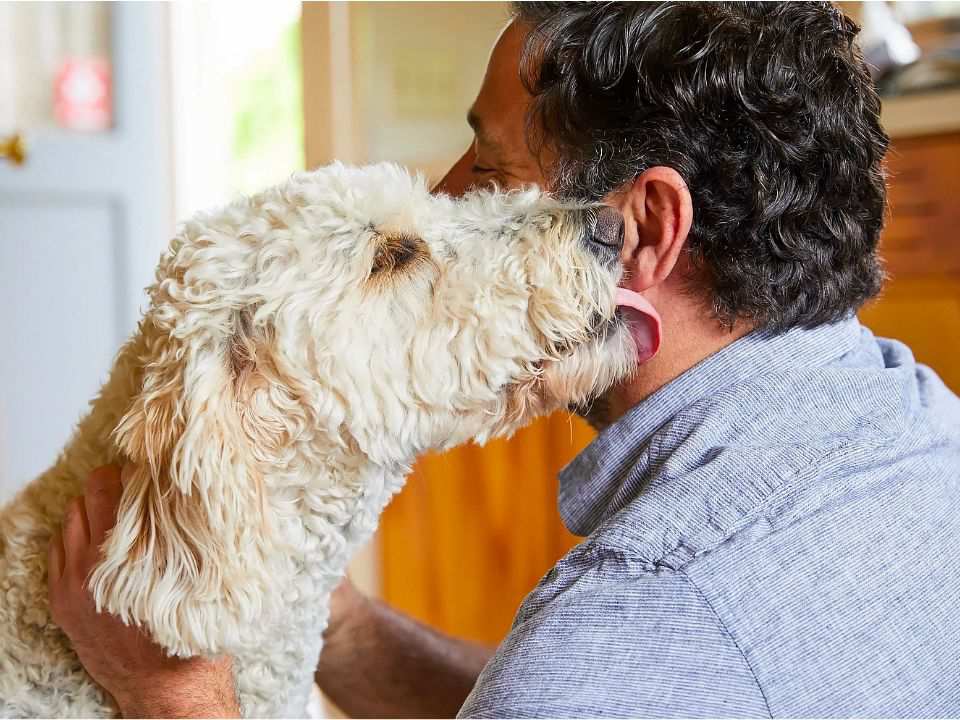 fluffy-dog-licks-man