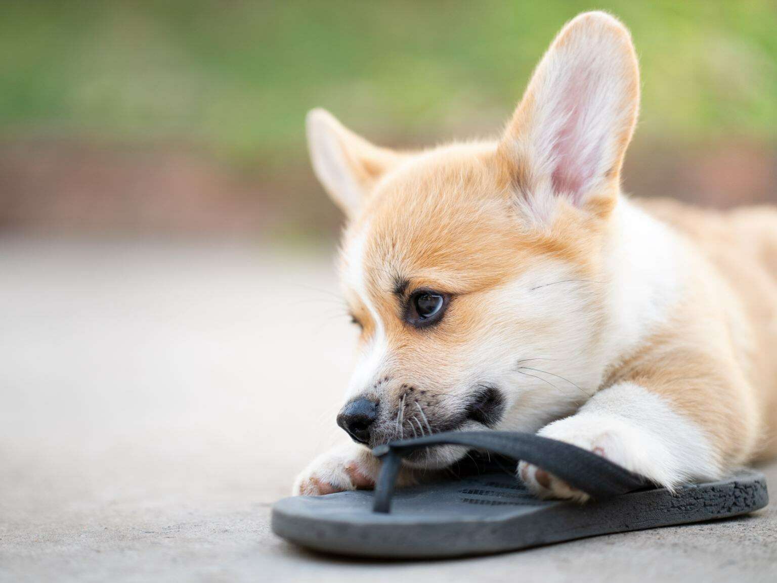 A Corgi puppy nibbling on a black sandal