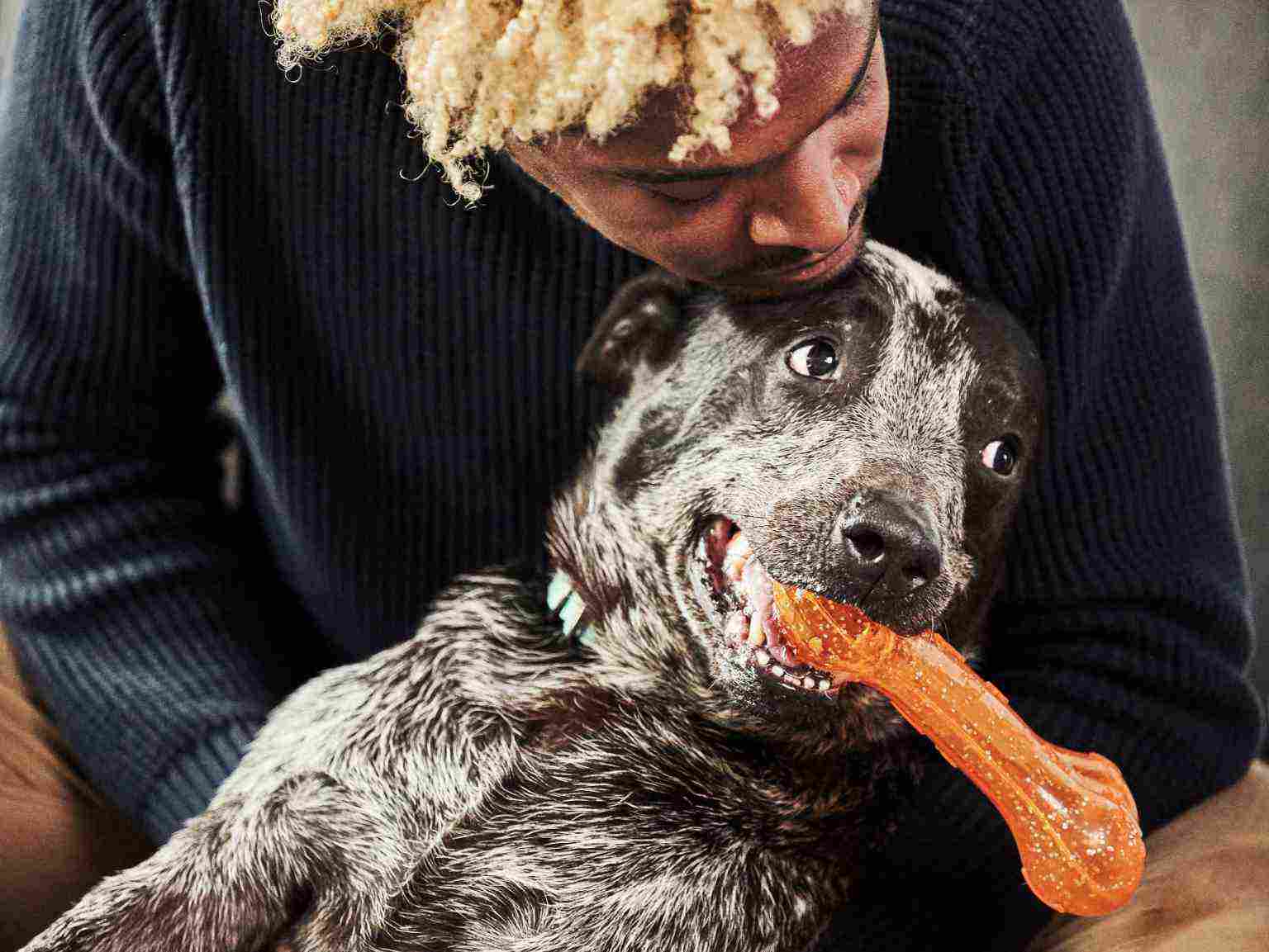 A dog owner kissing his dog, which is holding an orange toy