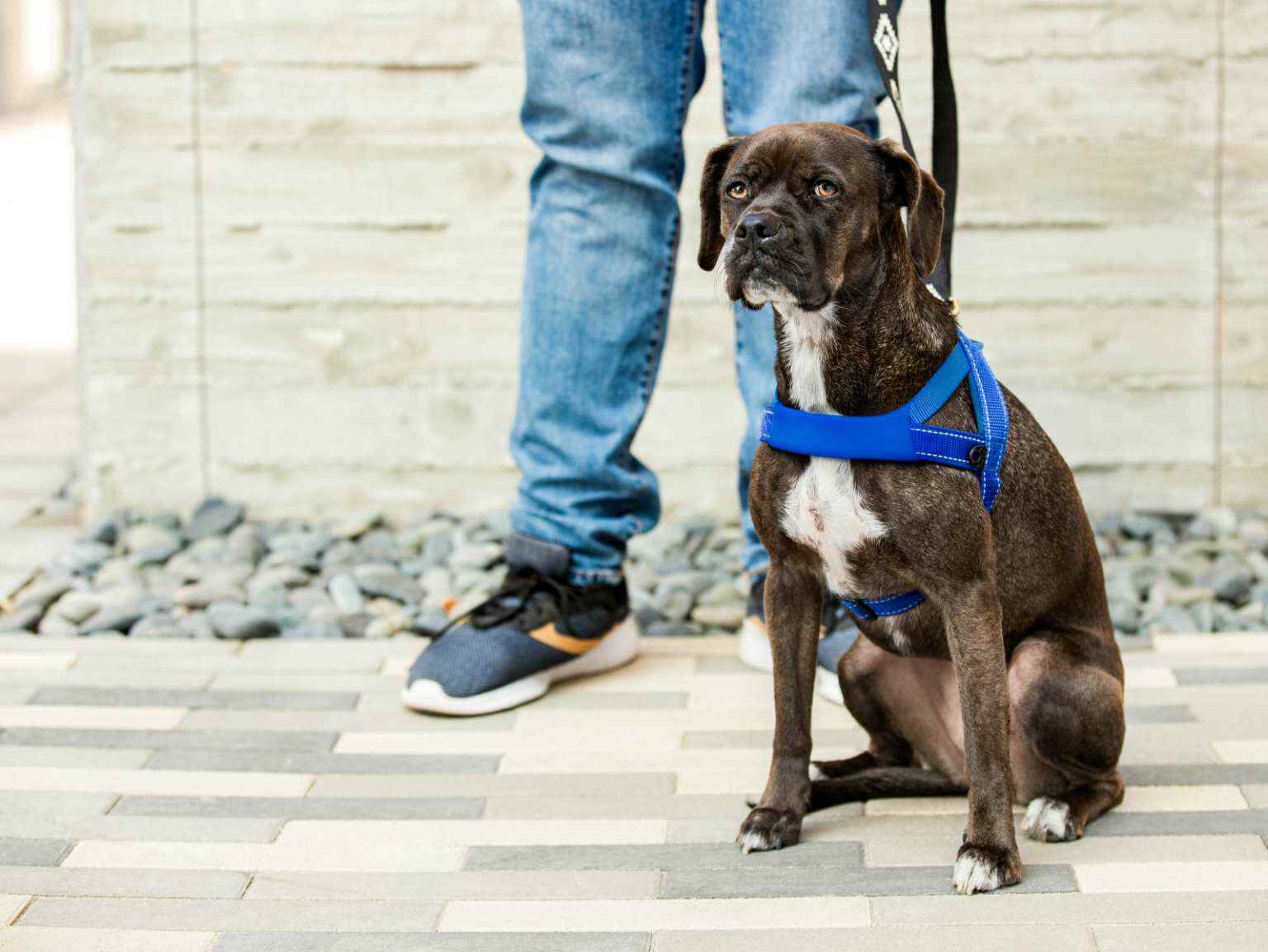 A Brindle Boxer dog wearing a blue harness