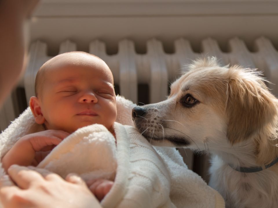 dog-meets-new-baby
