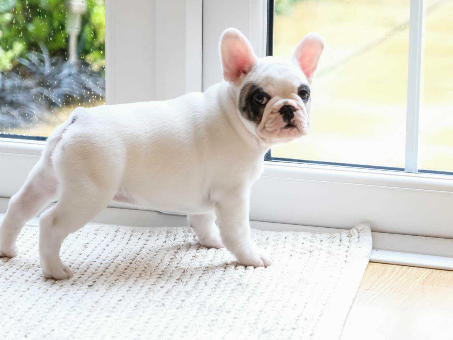 A French Bulldog puppy standing by a door and looking back