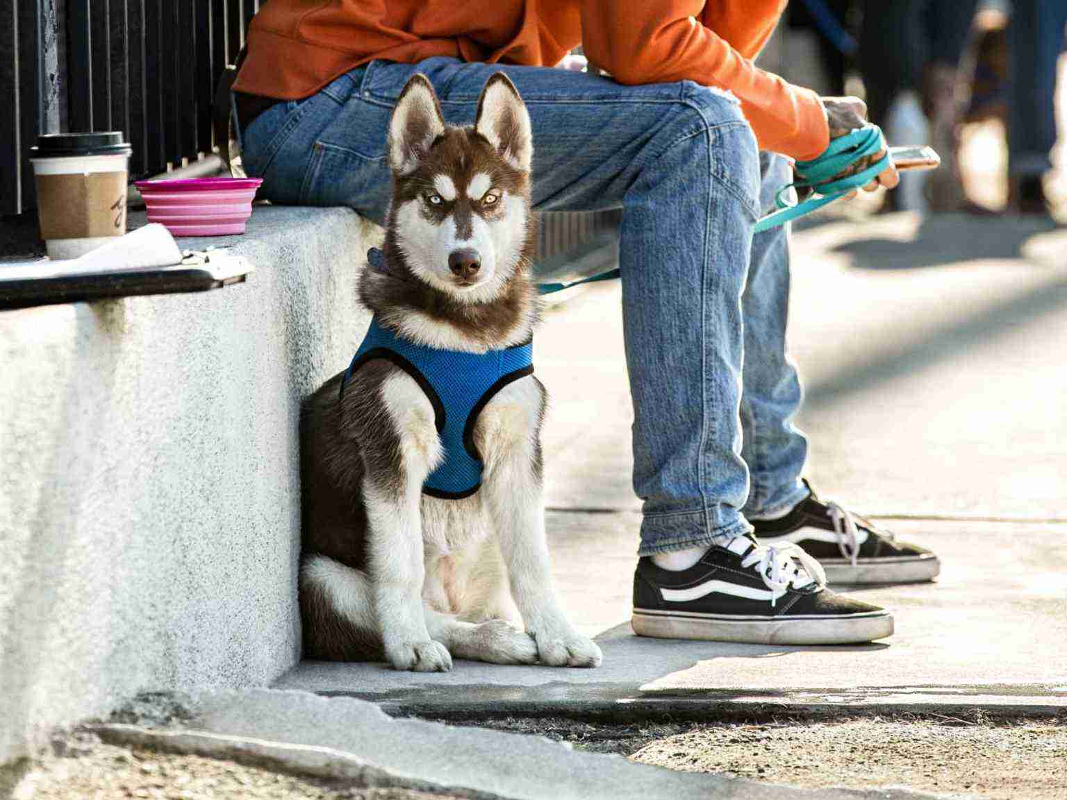 A grumpy husky puppy sitting next to its owner