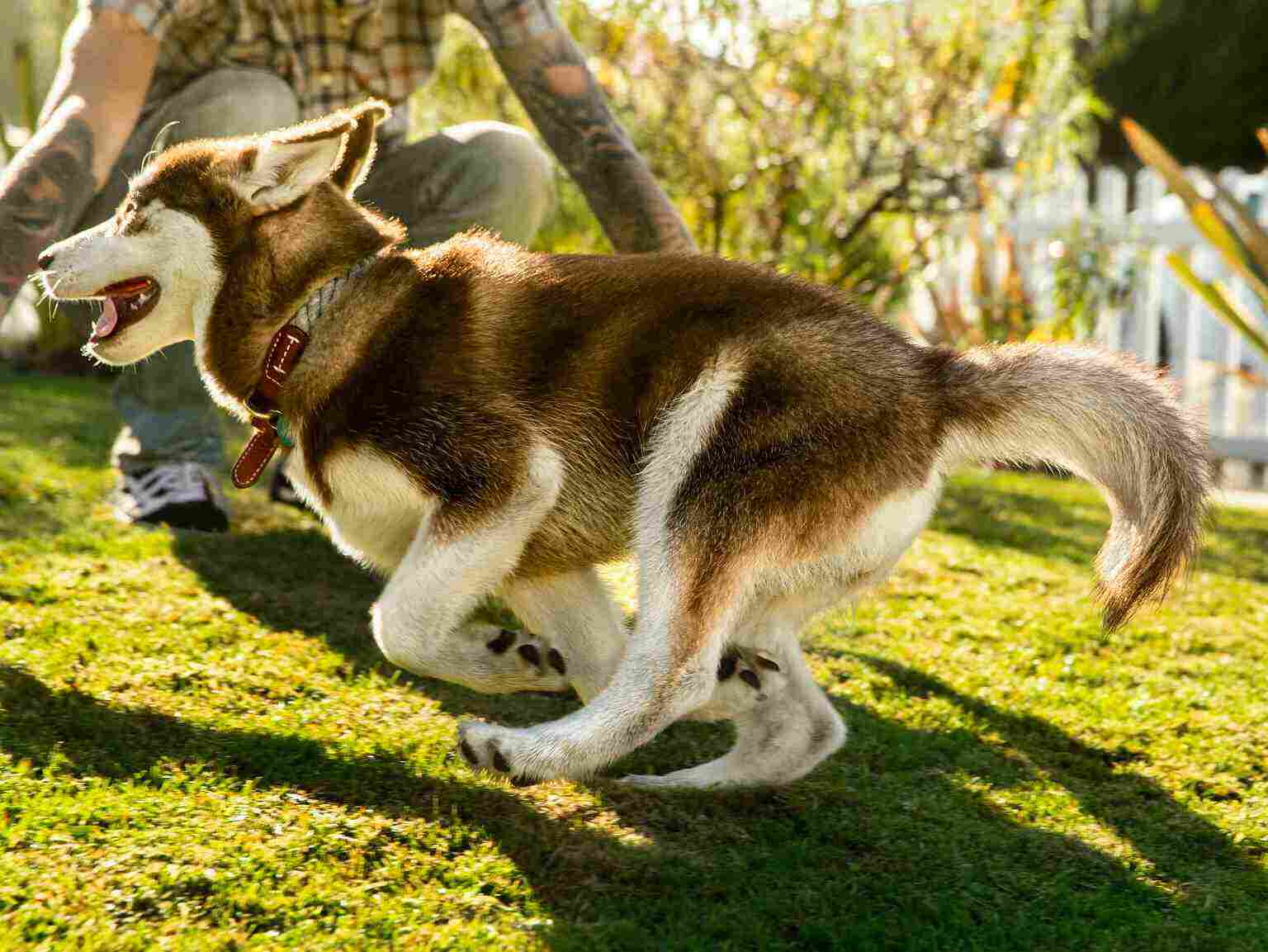 A husky puppy running in the yard and playing with its owner