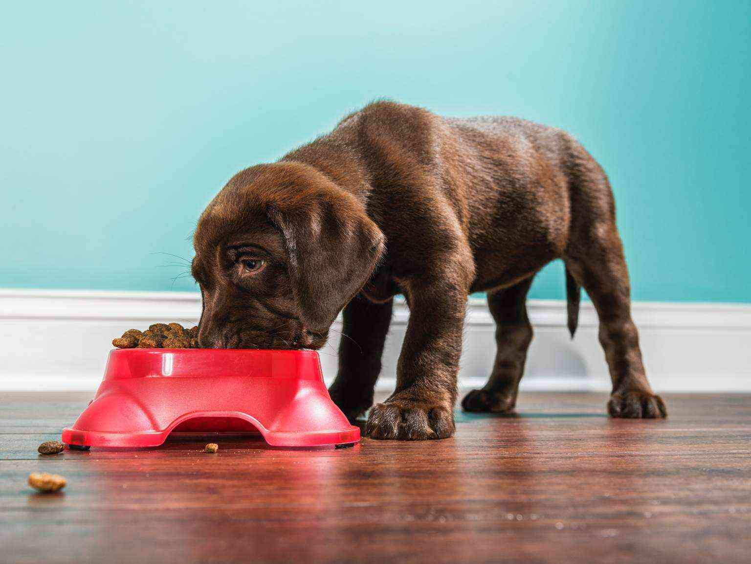 A puppy eating from a bowl of kibble