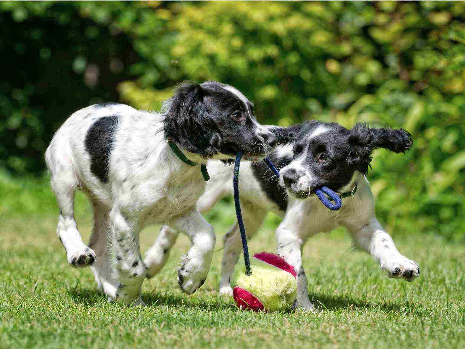 Two puppies playing with a rope toy