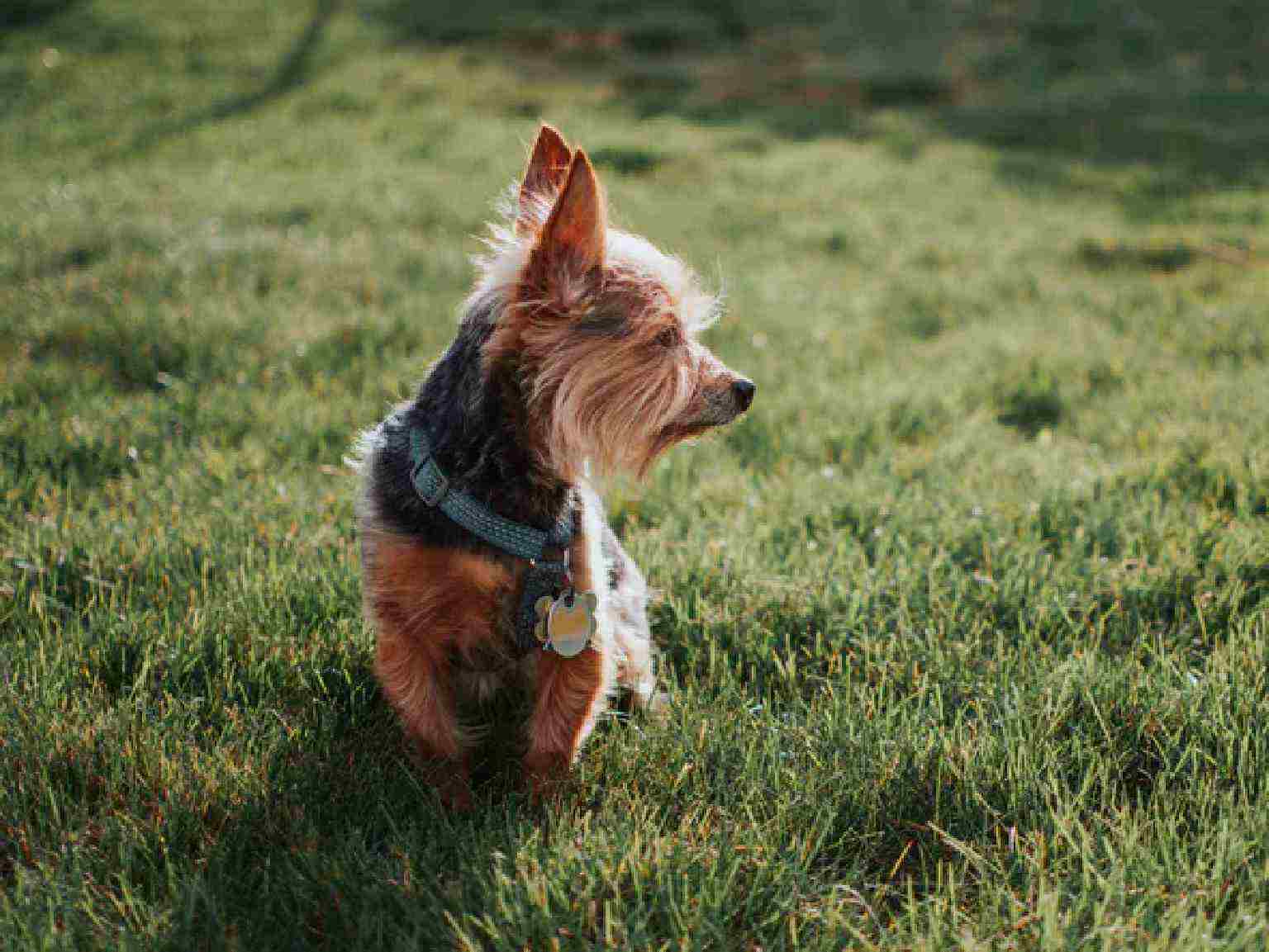 A Yorkshire Terrier puppy sitting in the grass