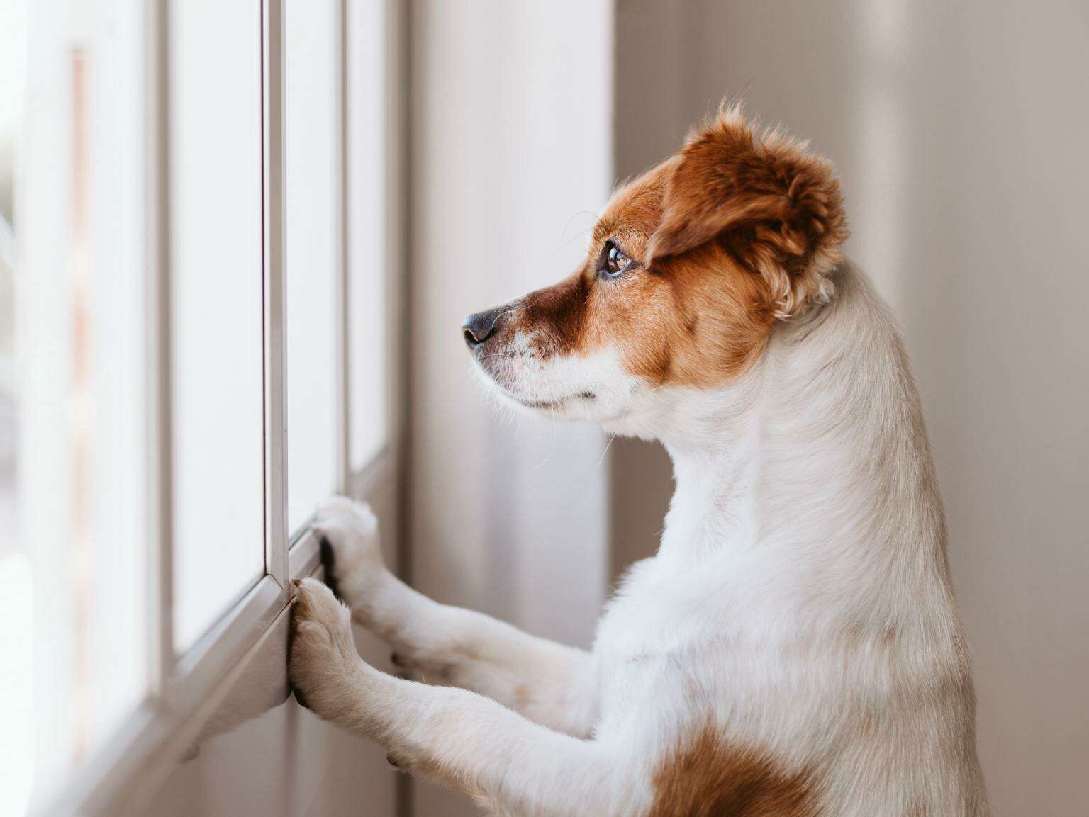 A puppy looking out of a window