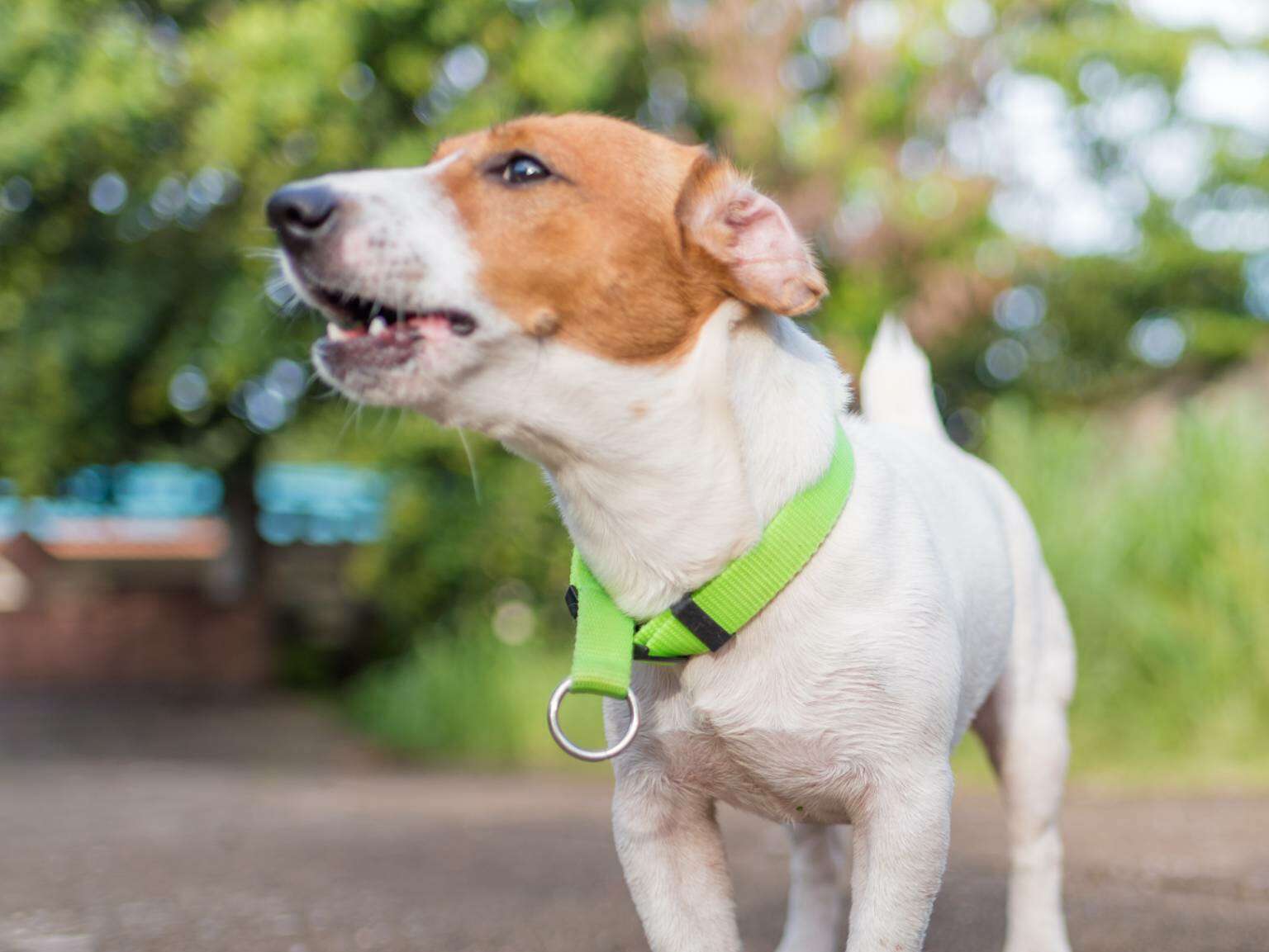 A puppy, wearing a green collar, barking