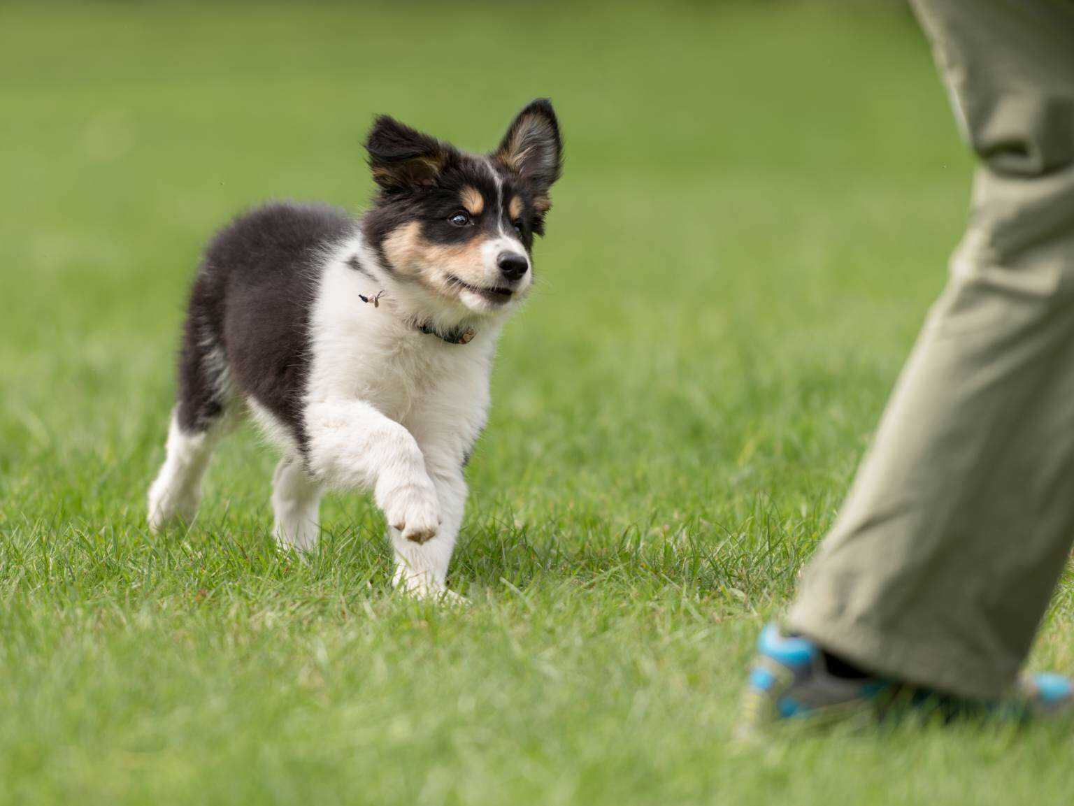 puppy running in park