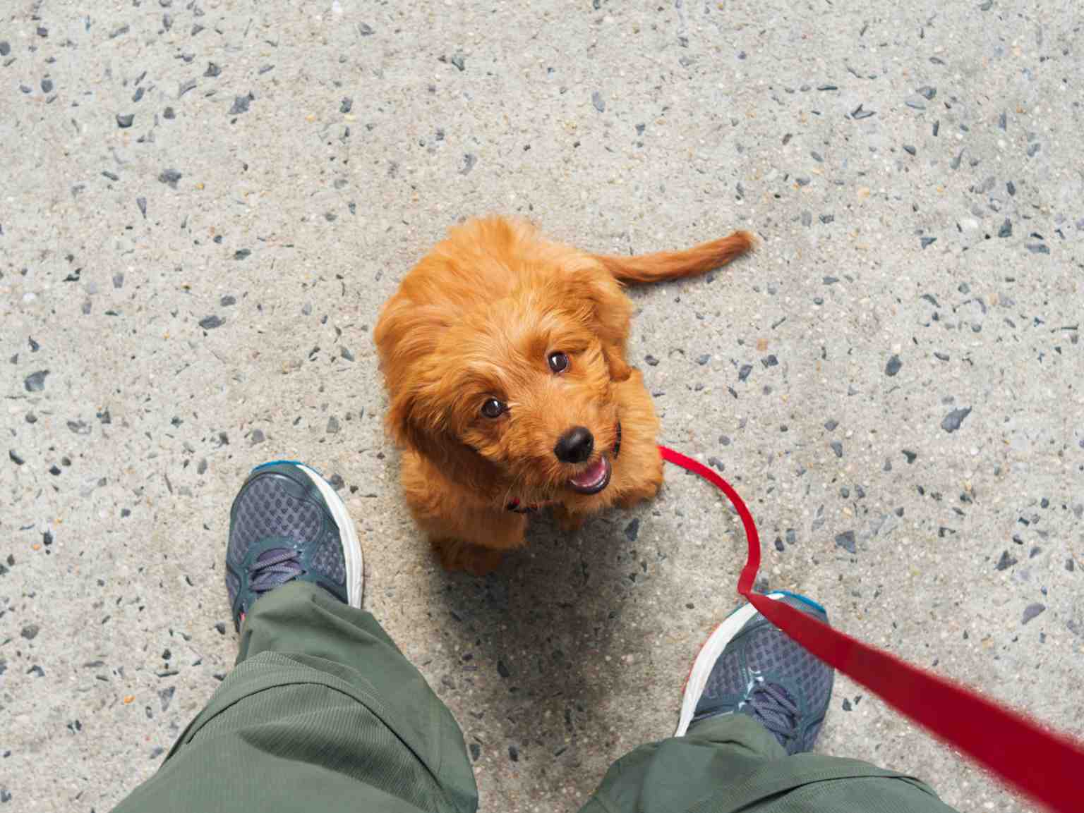 smiling puppy waits on leash