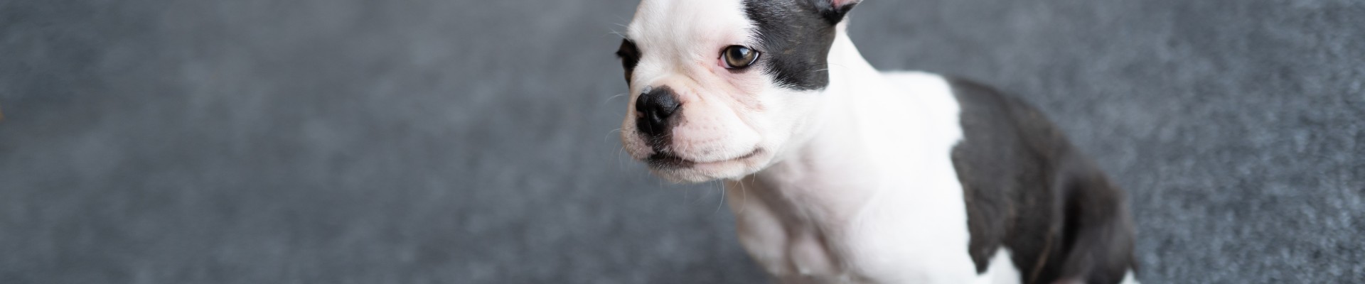 black and white pitbull puppy