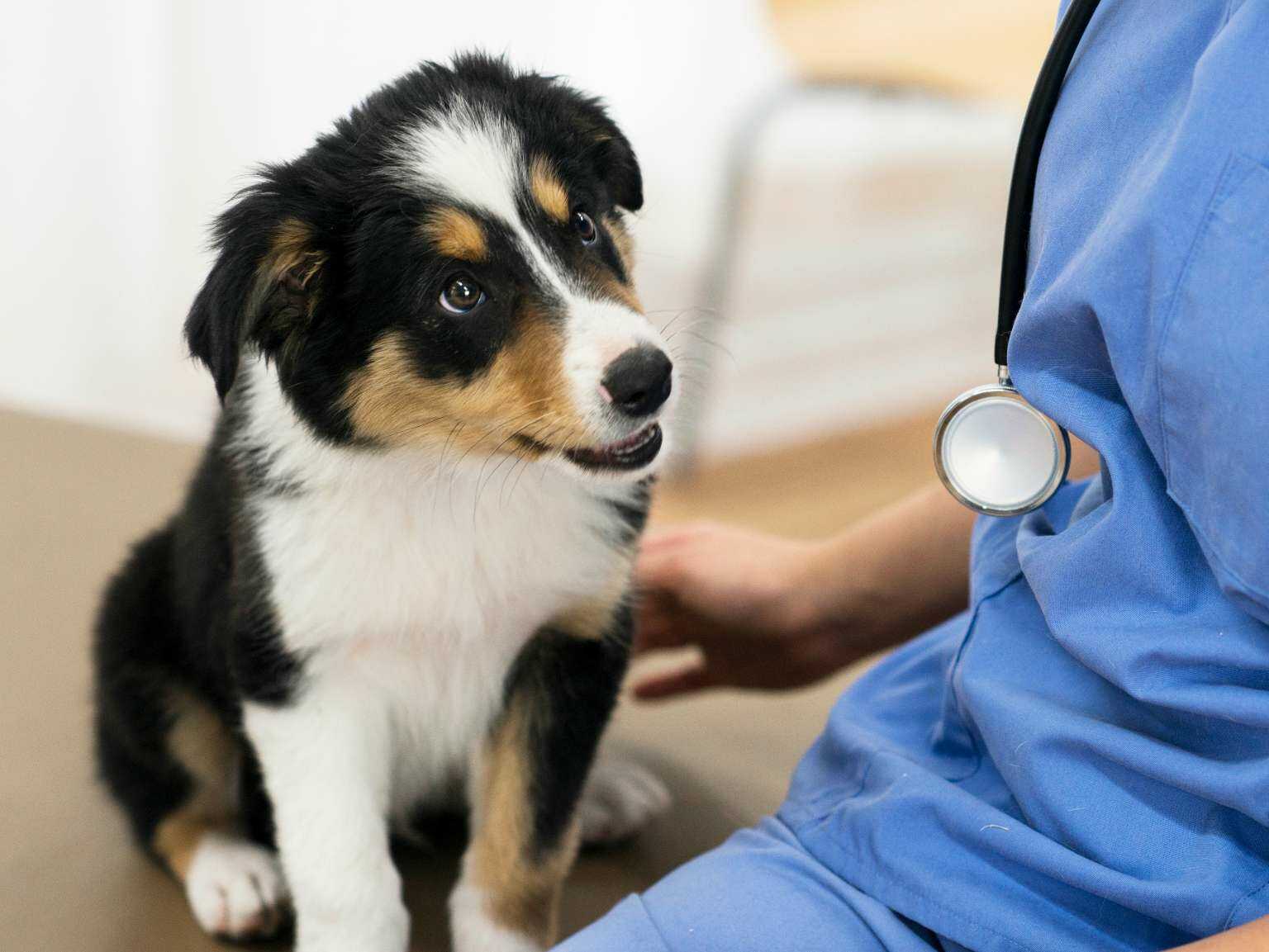 veterinarian pets collie puppy.
