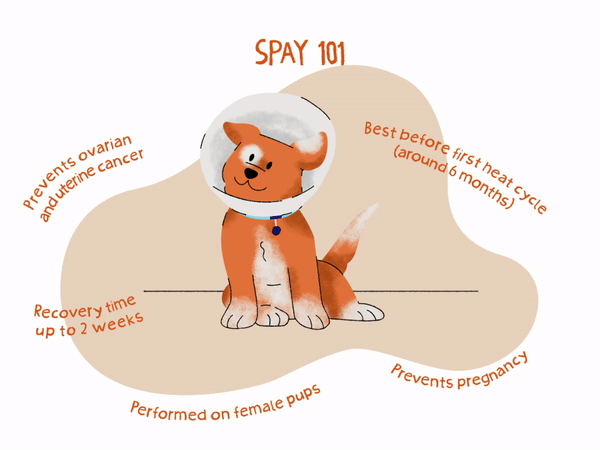 Spray Neuter