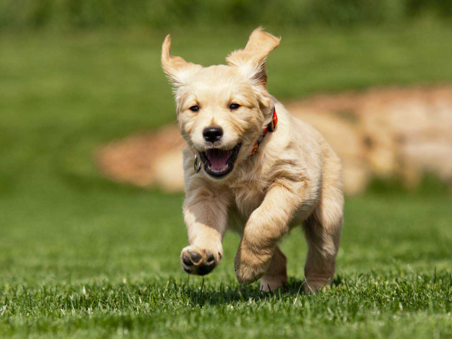 happy puppy running