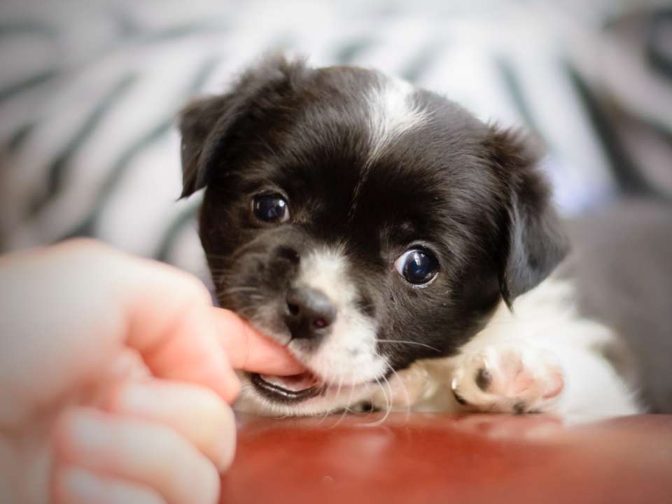 dog biting owner finger