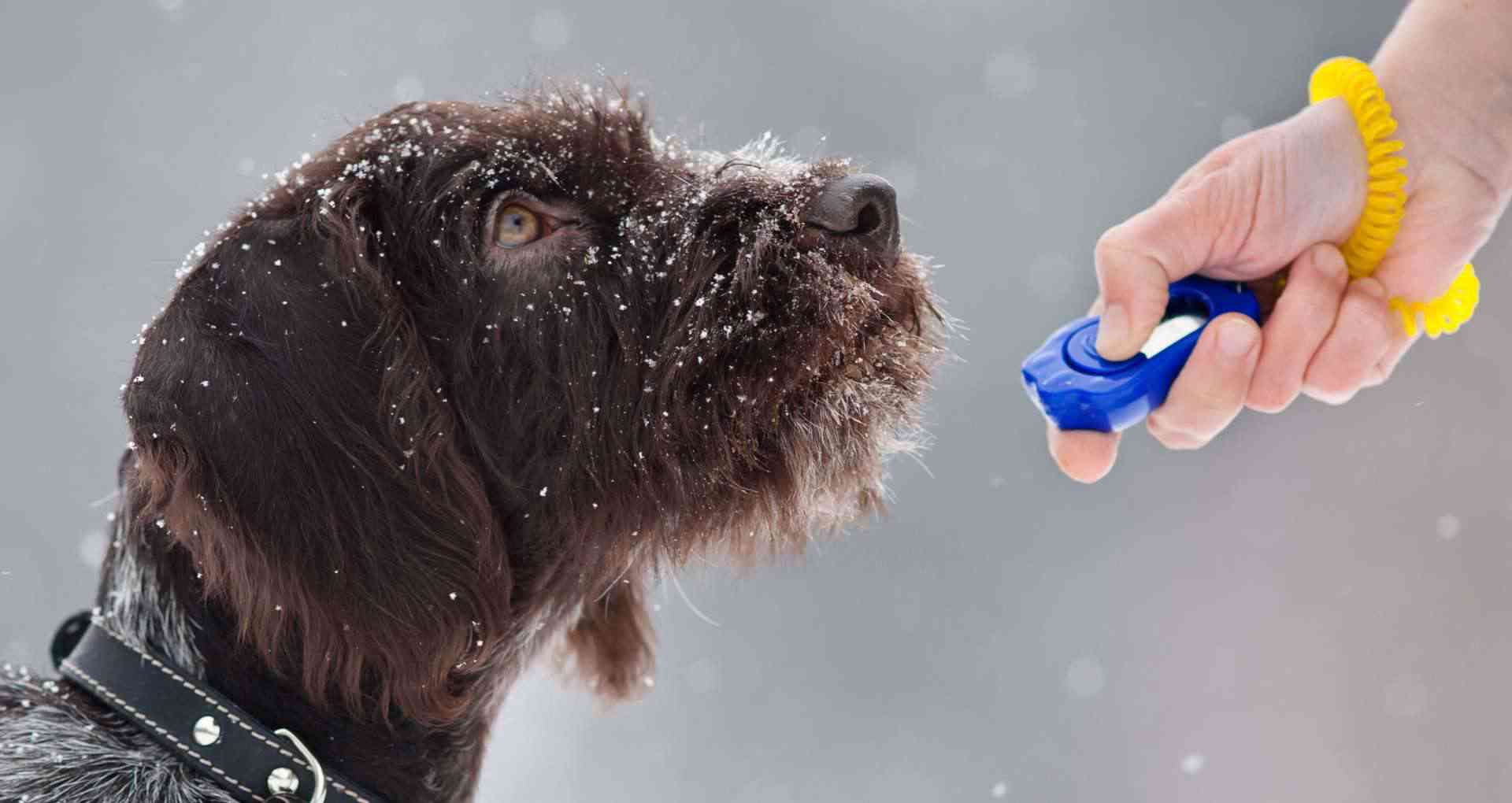 dog in snow