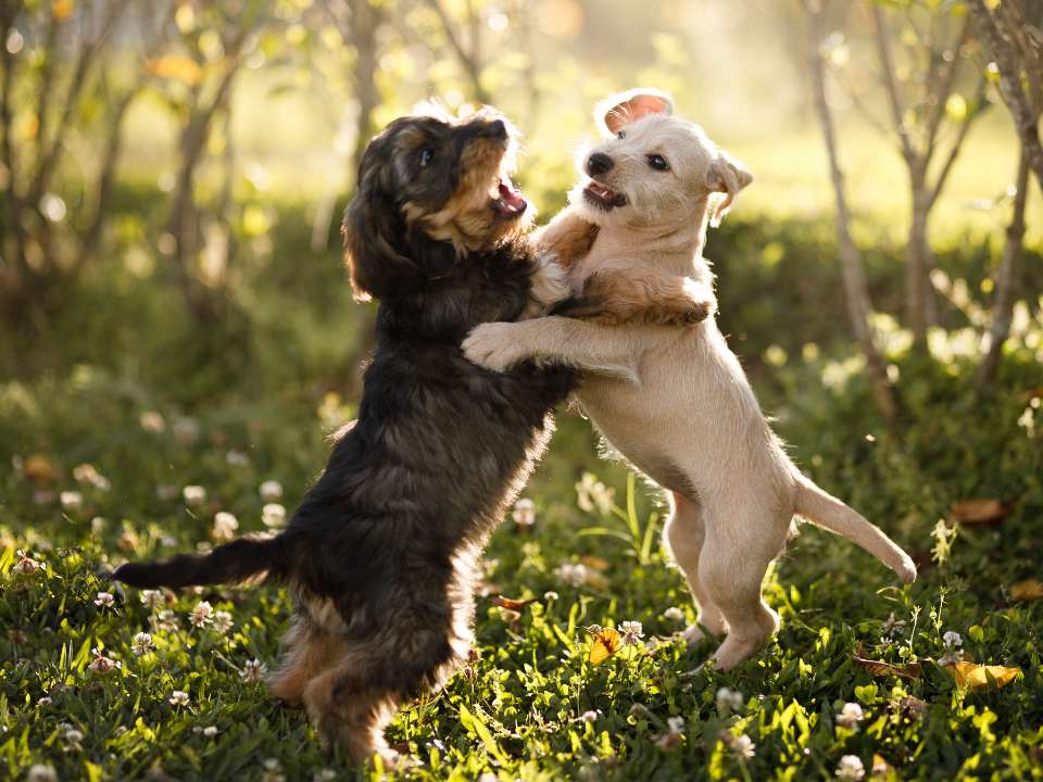 happy dogs jumping at each other