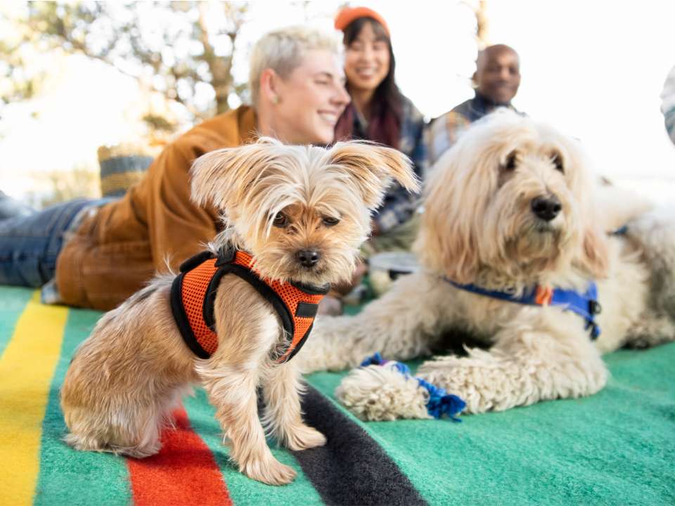 happy family with puppies