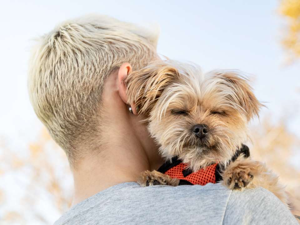 sleeping dog on owner