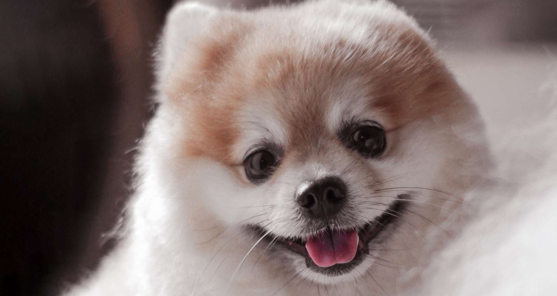 smiling cute dog