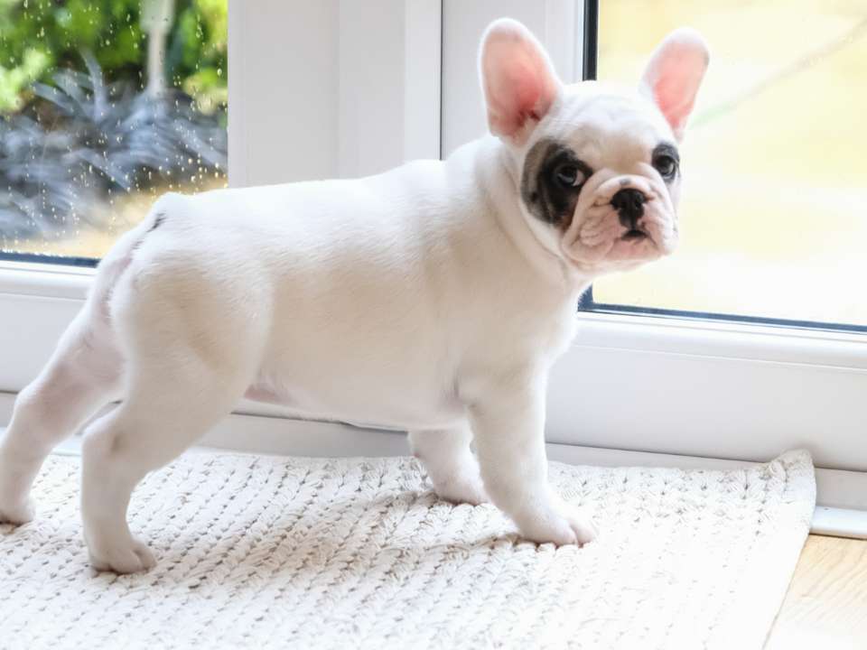 white dog on mat