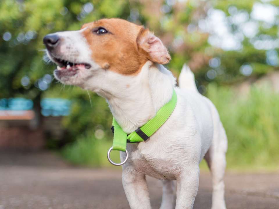 white dog with green band