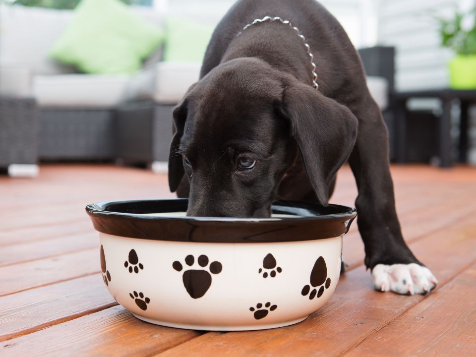 brown dog having food