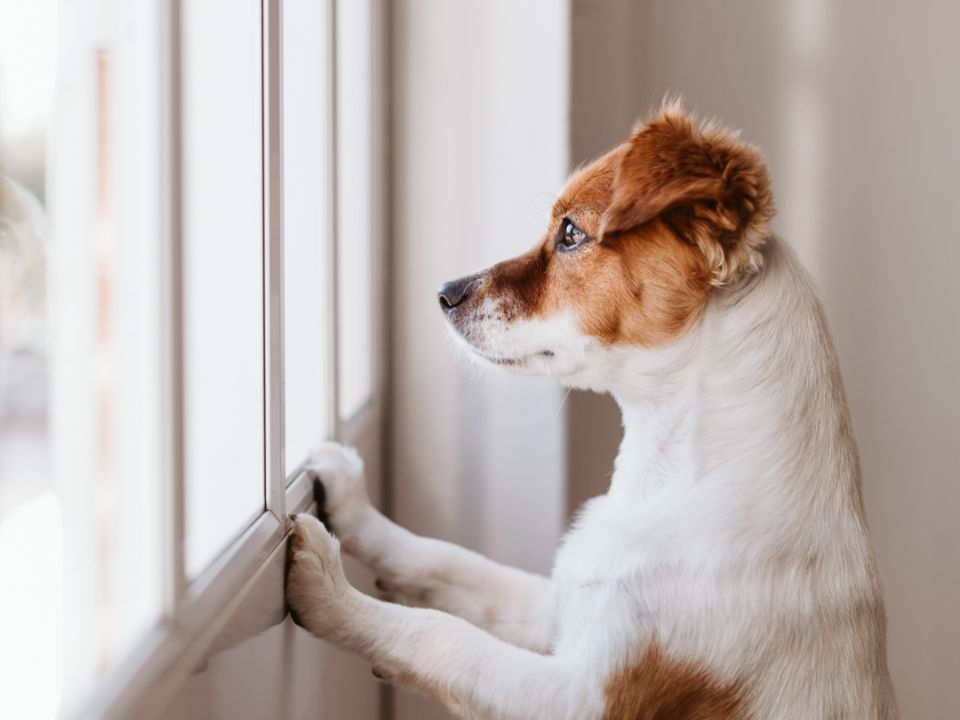 dog looking outside window