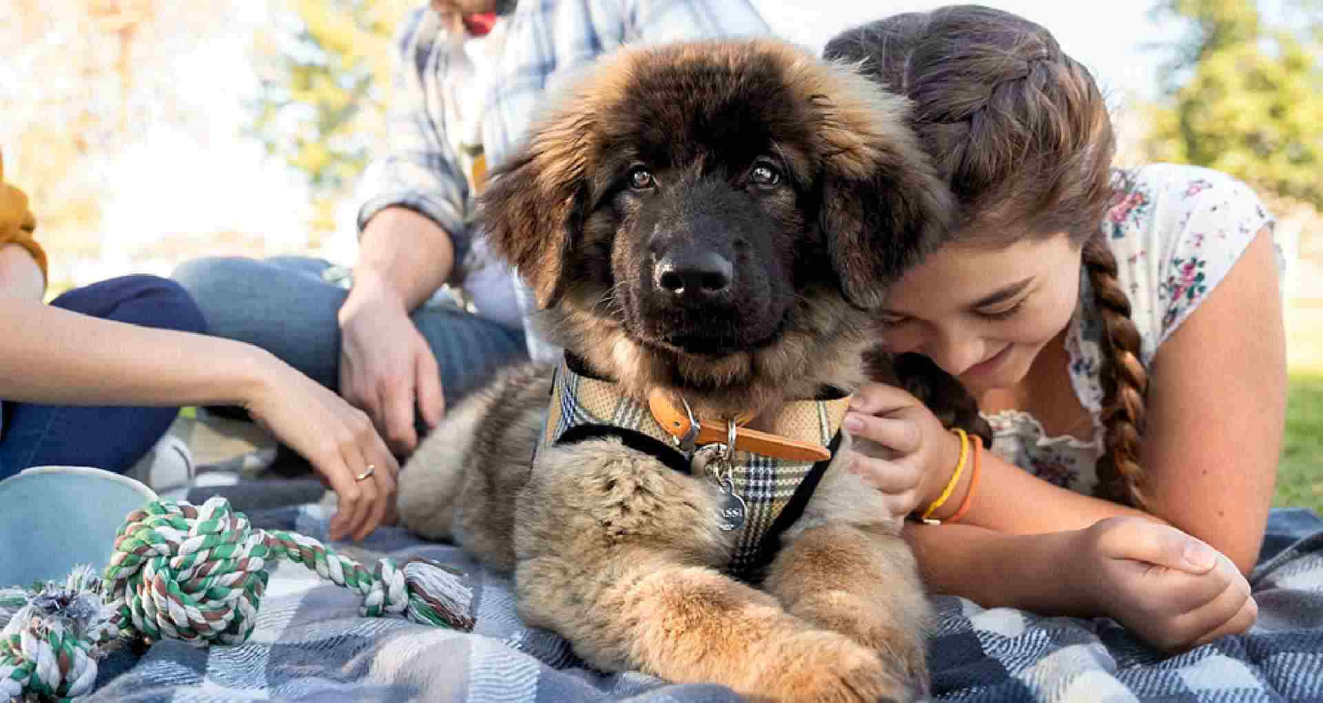 family enjoying picknic with their dog